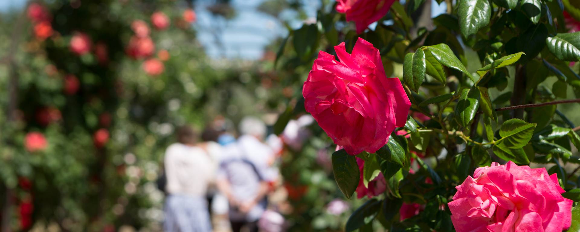 Rose garden of Eilenroc villa ©Mairie d'Antibes - J. Bayle