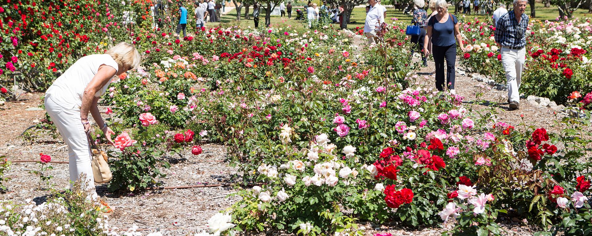 Roseto e oliveto ©Mairie d'Antibes - J. Bayle