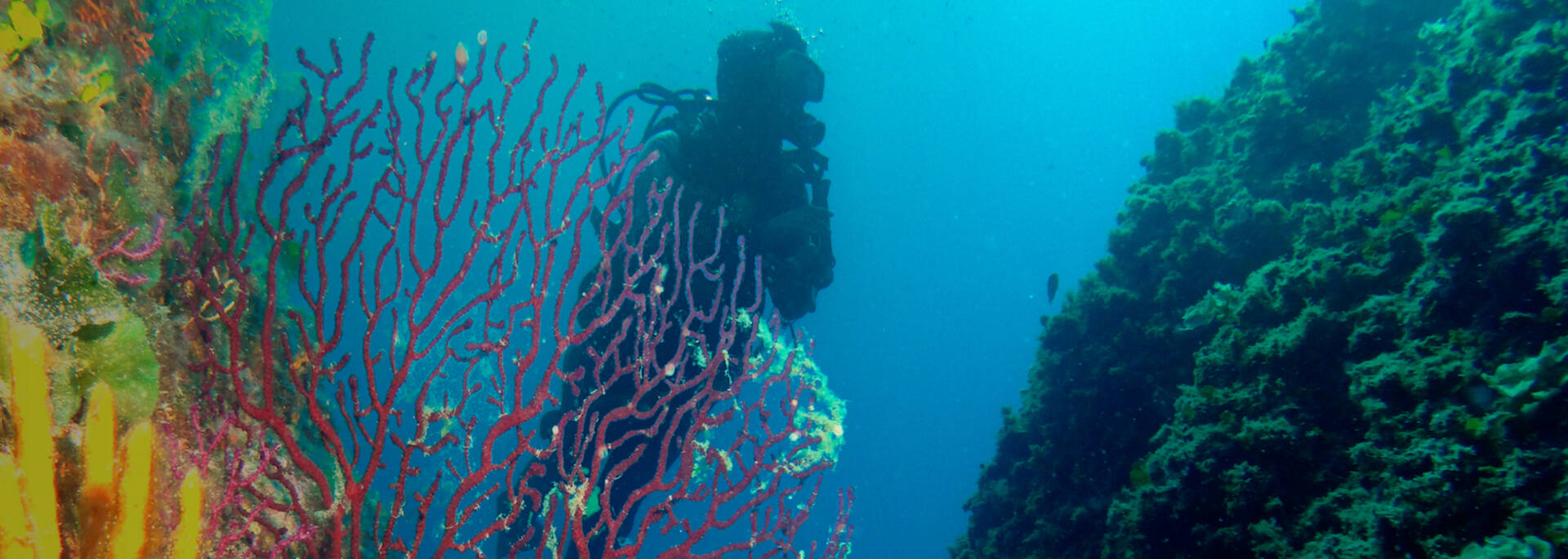 Dive ©Subvision
