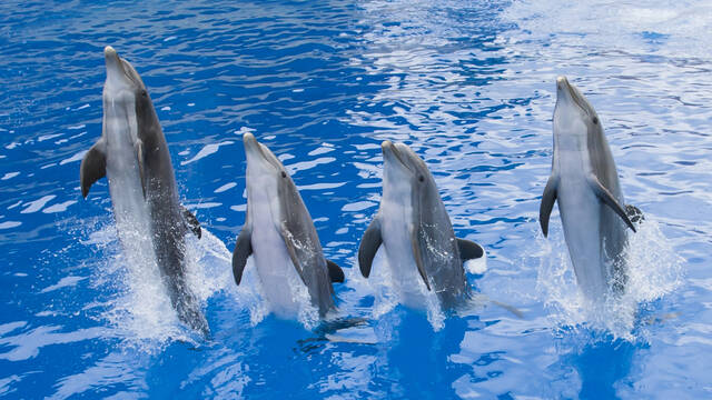 Dolphins © Marineland