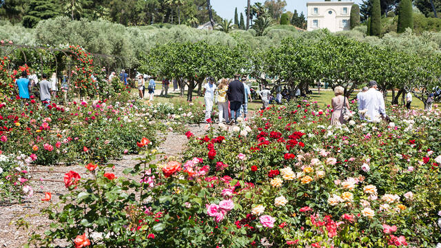 Roseraie et oliveraie ©Mairie d'Antibes - J. Bayle