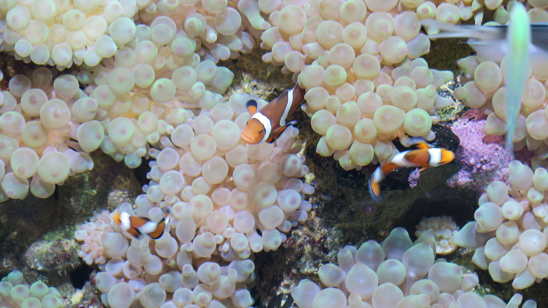 Les Aquariums ©Marineland