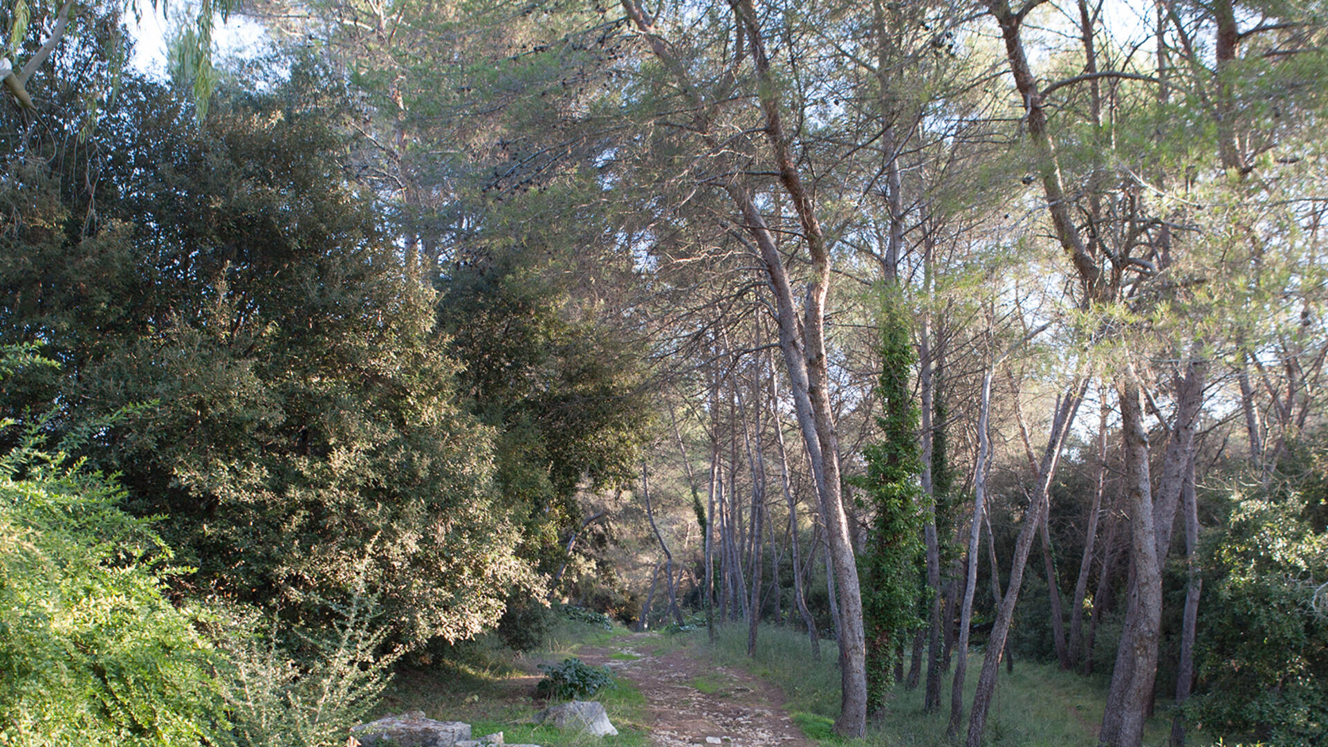 Bosco della garoupe - proprietà dal Conservatorio del Litorale.