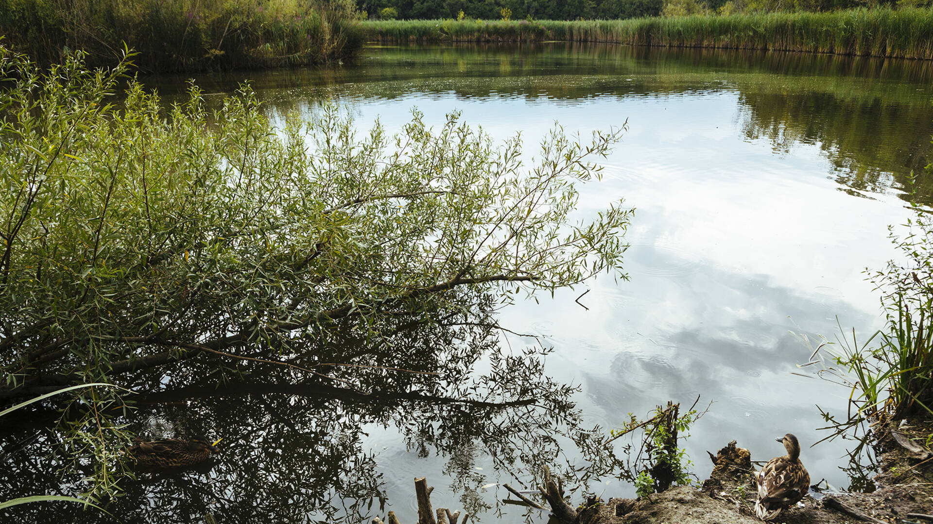 Vaugrenier Park pond ©Gilles Lefrancq