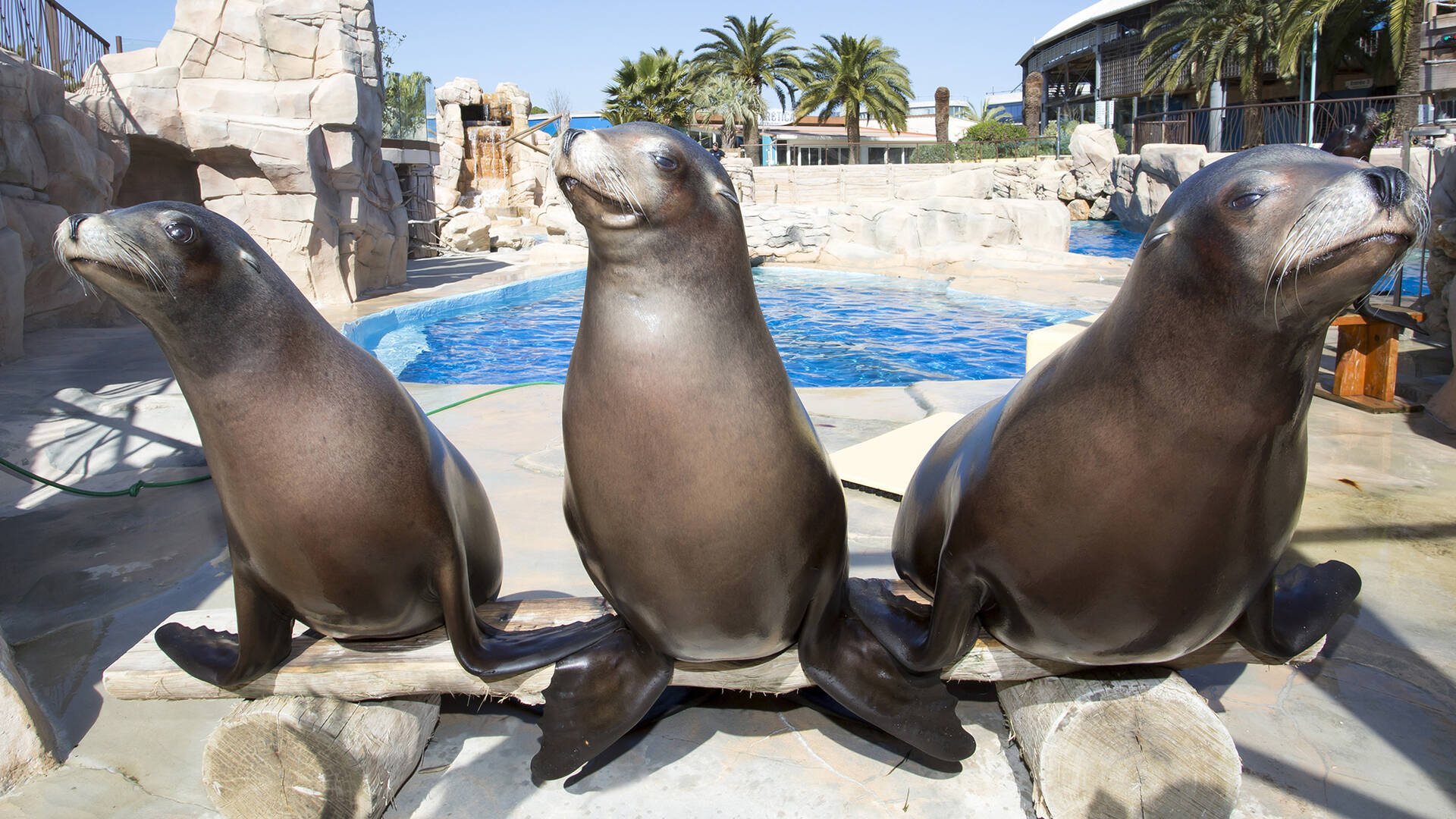 Résultat de recherche d'images pour "marineland"