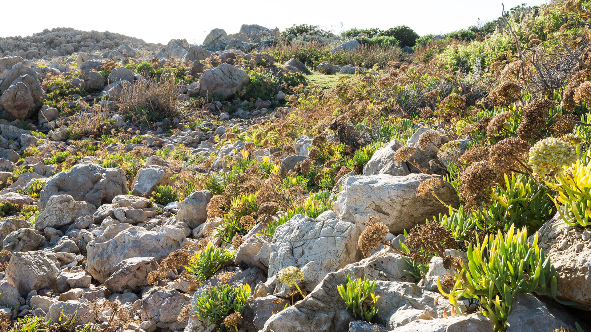 Sea Cineraria in the foreground ©Mairie d'Antibes - J. Bayle