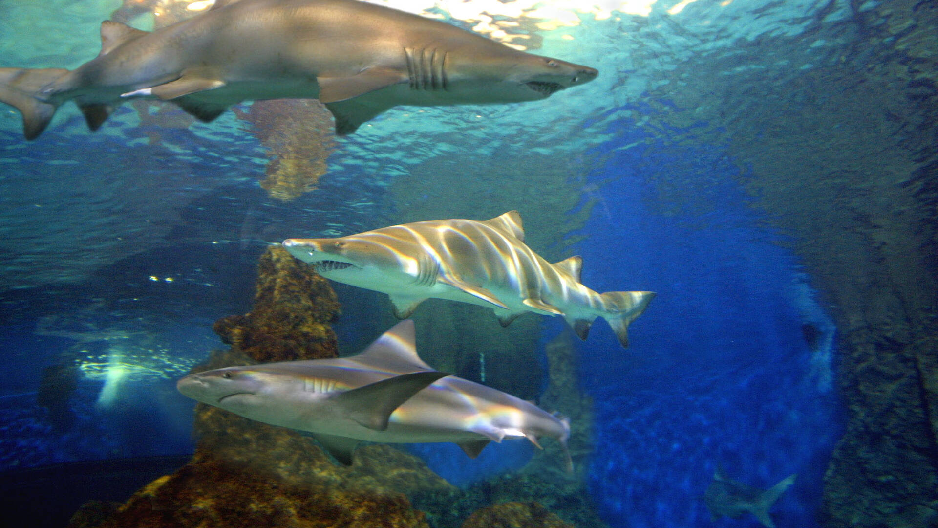 Le Tunnel aux Requins ©Marineland
