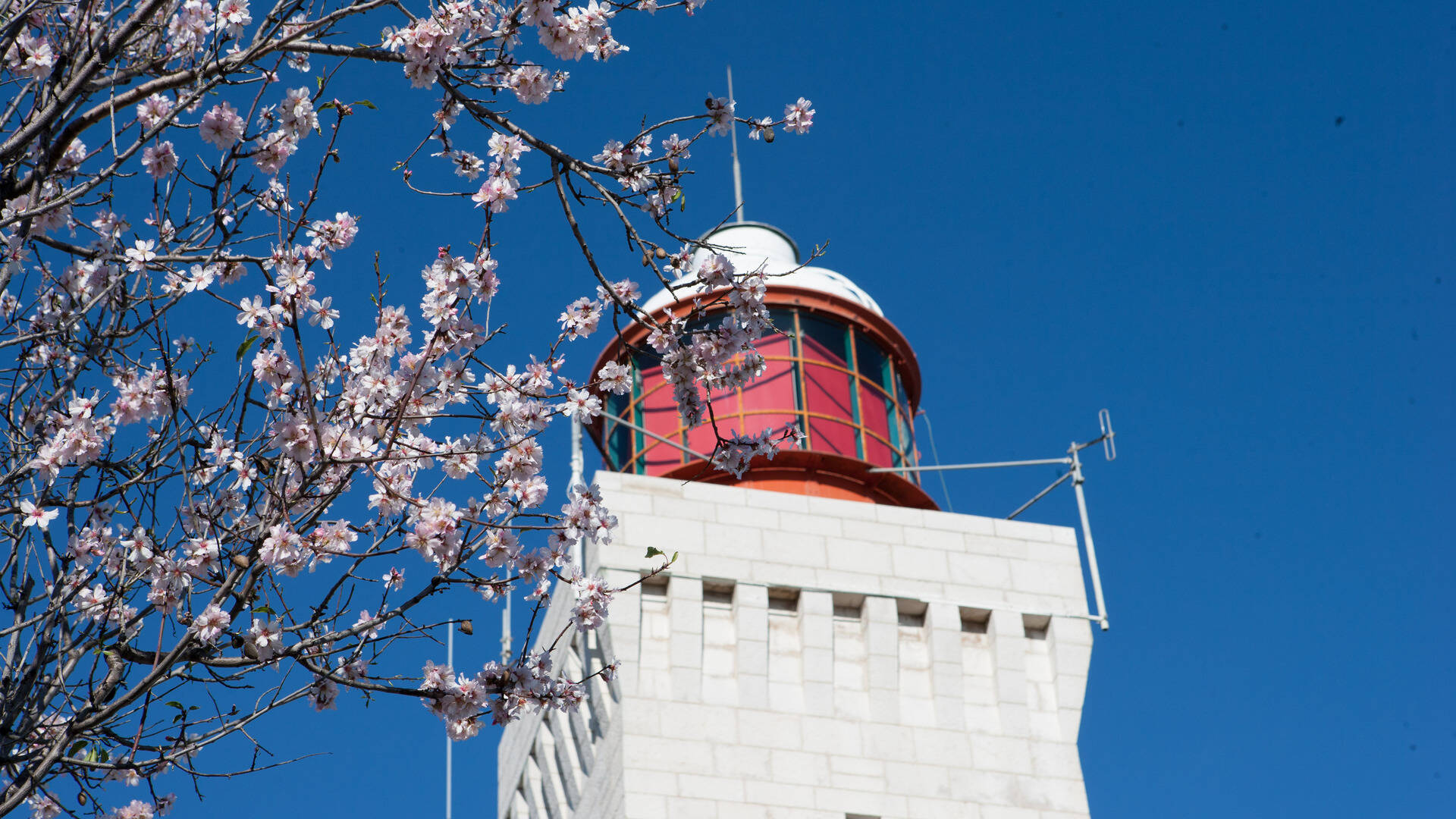 Phare de la Garoupe et amandier en fleurs