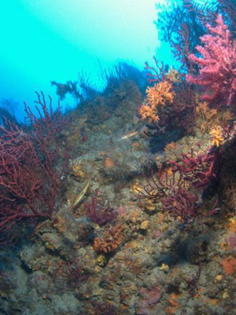 Diving off Cap d'Antibes ©Subvision