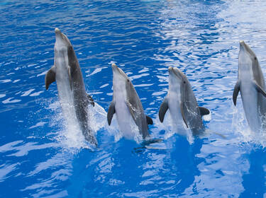 Dolphins © Marineland