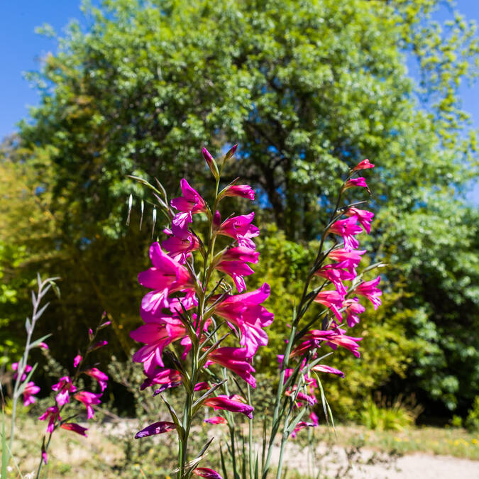 Jardin botanique
