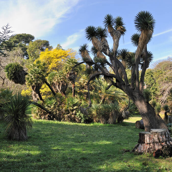 Jardin Thuret - DR