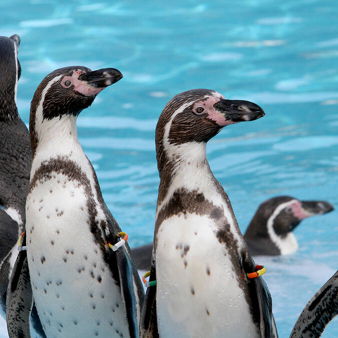 Manchots de Humboldt ©Marineland