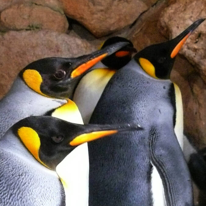 Manchots Royaux ©Marineland
