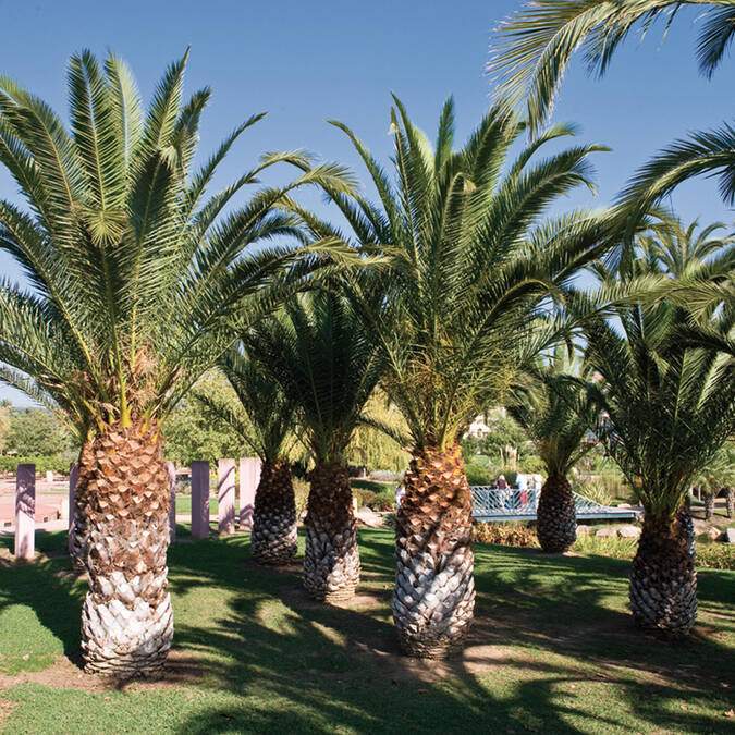 Parco Exflora, il palmeto ©F. Trotobas