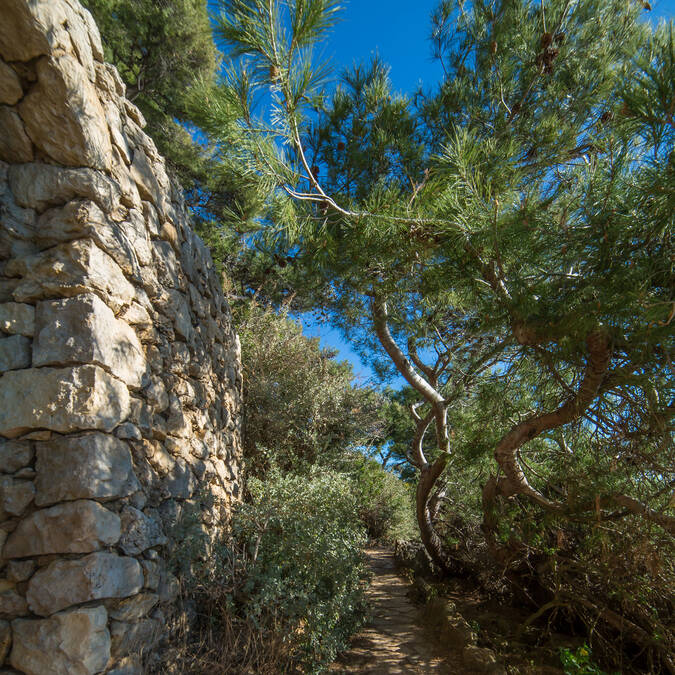 Misshapen pine