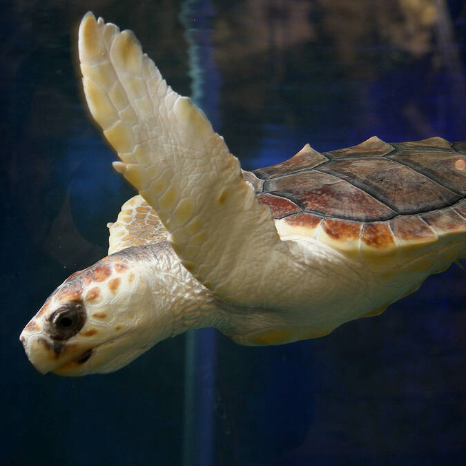 Tortue Couanne ©Marineland
